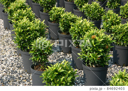 the nursery of plants and trees for gardening. the nursery of plants and trees for gardening. 84692403