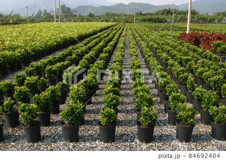 the nursery of plants and trees for gardening. the nursery of plants and trees for gardening. 84692404