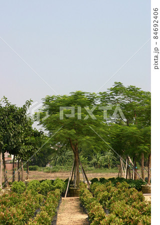 the nursery of plants and trees for gardening. the nursery of plants and trees for gardening. 84692406