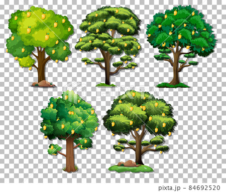 Set of different trees on transparent background Set of different trees on transparent background 84692520