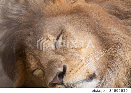 眠るライオンの写真素材