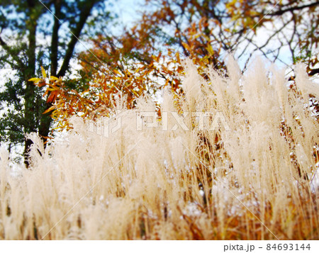 晩秋のススキ畑 84693144