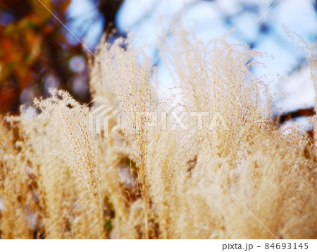 晩秋のススキ畑 84693145