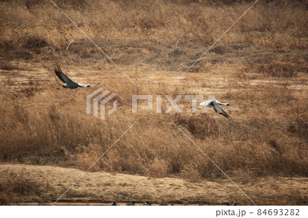 野鳥 生物 つる 84693282