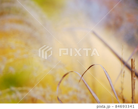 晩秋のススキ畑 84693341