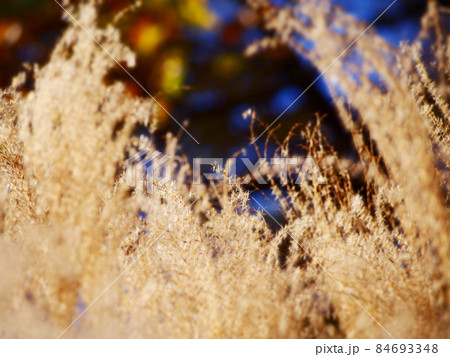 晩秋のススキ畑 84693348