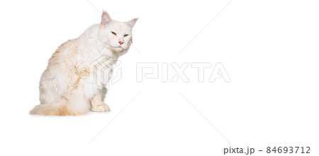Portrait of adorable purebred cat, big fluffy Maine Coon cat sitting on floor isolated on white studio background. Animal life concept 84693712