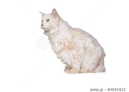 Portrait of adorable purebred cat, big fluffy Maine Coon cat sitting on floor isolated on white studio background. Animal life concept 84693822
