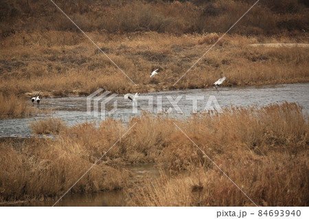 水鳥 生物 屋外 84693940