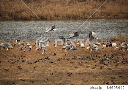 水鳥 生物 屋外 84693942