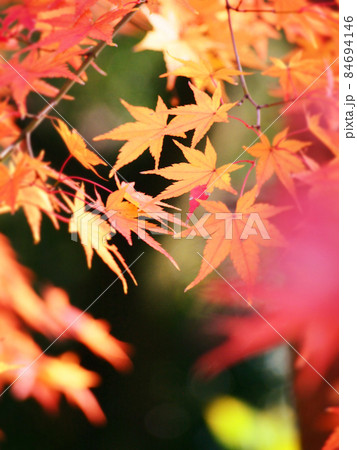 晩秋の紅葉 晩秋の紅葉 84694146