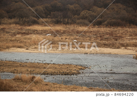 水鳥 野 野生動物 84694220