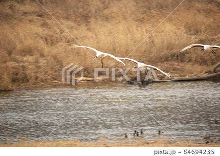 水鳥 野 野生動物 84694235