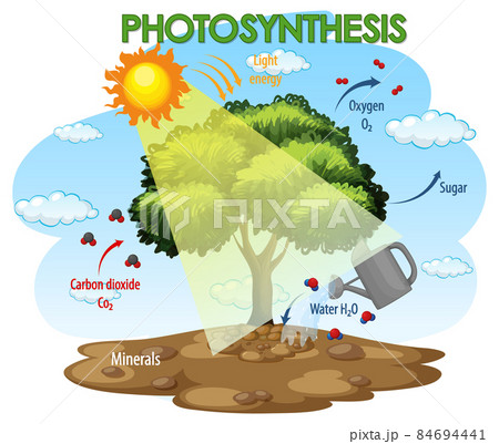 Diagram showing process of photosynthesis in plant 84694441