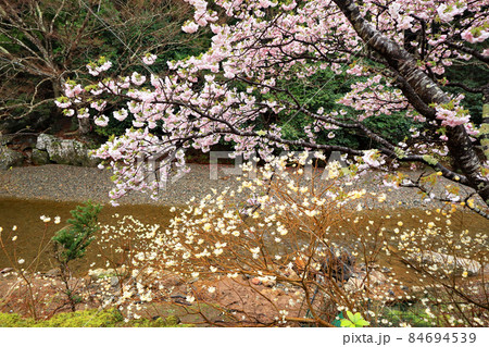 横輪桜とミツマタの花 伊勢市 横輪桜とミツマタの花 伊勢市 84694539