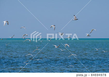 A flock of seagulls flying in a cloudless sky over the surface of the blue sea. Free wild birds in their natural habitat on a sunny summer day A flock of seagulls flying in a cloudless sky over the surface of the blue sea. Free wild birds in their natural habitat on a sunny summer day 84694978
