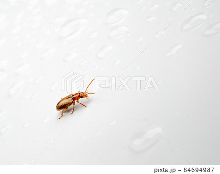 An insect brown beetle crawls on a glossy white surface among transparent drops of water.  84694987