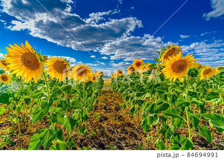 A field of sunflowers against a blue sky. Bright yellow blooming sunflowers on a summer sunny day. White cumulus clouds in the sky. Beautiful natural background. 84694991