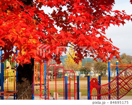朱に染まったカエデの葉（紅葉した台湾楓と公園の遊具） 84695175