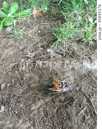 短い寿命を終えて地面に落ちたクマゼミ 84695378