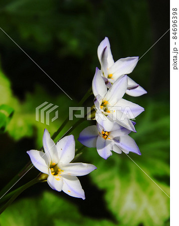 日差しを窺うハナニラ 84696398