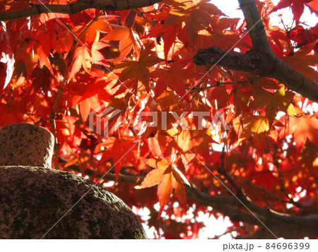 モミジと灯篭 84696399