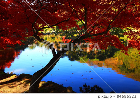 岩手県盛岡市　青空と紅葉 84696523