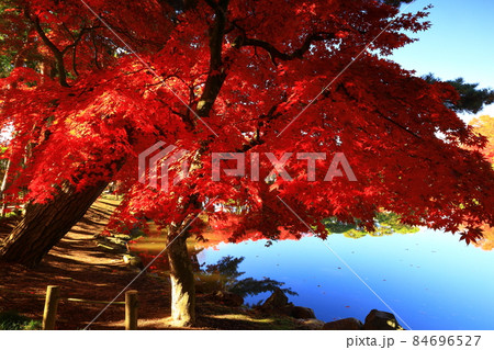 岩手県盛岡市　青空と紅葉 84696527
