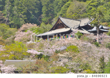 満開間近の桜に囲まれる長谷寺本堂 満開間近の桜に囲まれる長谷寺本堂 84696923
