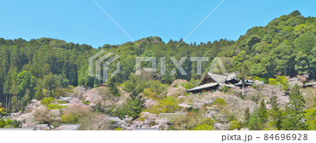 広い境内が満開間近の桜で埋め尽くされる長谷寺の春をワイドに 広い境内が満開間近の桜で埋め尽くされる長谷寺の春をワイドに 84696928