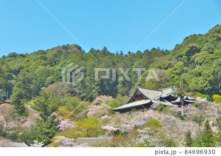 満開間近の桜に囲まれる長谷寺本堂 満開間近の桜に囲まれる長谷寺本堂 84696930