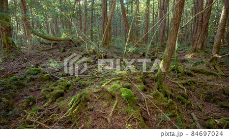 青木ヶ原樹海の木々・神秘的な森の中 青木ヶ原樹海の木々・神秘的な森の中 84697024