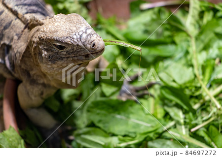 The Cuban rock iguana - Cuban ground iguana (Cyclura nubila) is feeding a green plant from a bowl 84697272