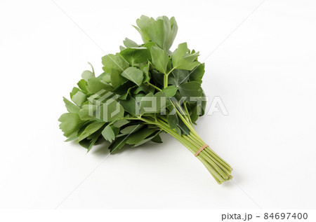 長命草(ボタンボウフウ) 長命草(ボタンボウフウ) 84697400