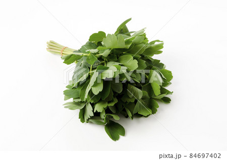 長命草（ボタンボウフウ） 84697402