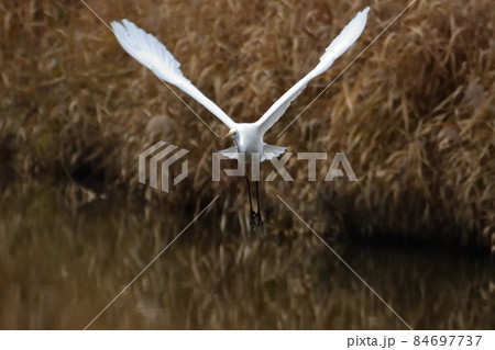 ダイサギ 84697737