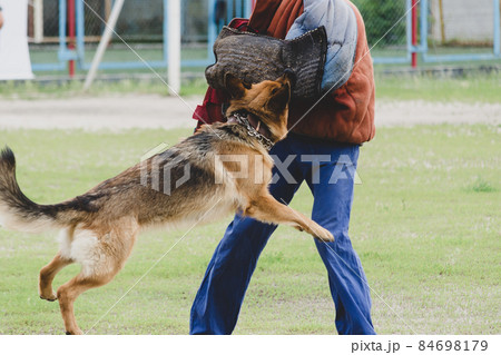 German Shepherd attacks a person in special protective clothing. 84698179