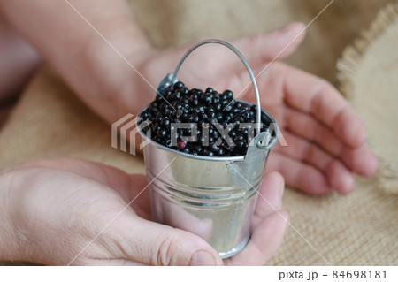 Hands hold a full bucket of ripe black elderberries. Sambucus ni 84698181