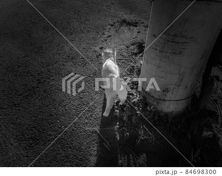 よりみちしながら帰路につく子猫 84698300