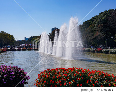 サンパチェンスが咲く上野恩賜公園の噴水広場（東京都台東区） 84698363