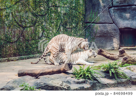 White tigers mate in the Vietnamese zoo 84698499