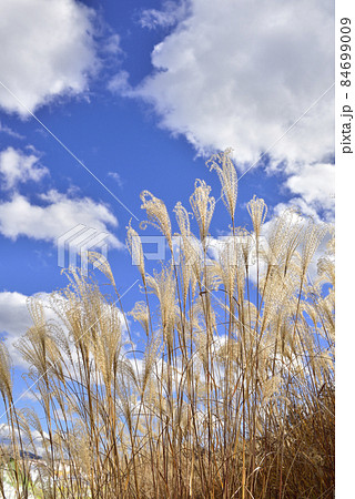 【秋イメージ】ススキのある風景。 【秋イメージ】ススキのある風景。 84699009