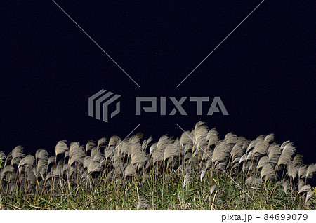 【秋イメージ】風に揺れる夜のススキ。黒背景。 【秋イメージ】風に揺れる夜のススキ。黒背景。 84699079
