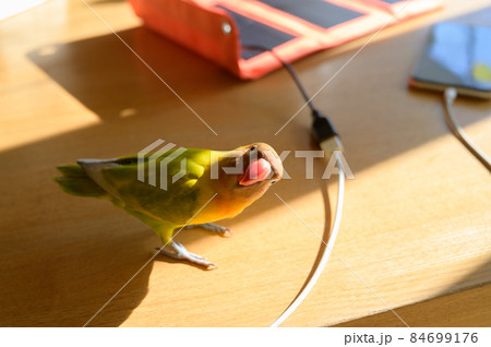 ボタンインコとポータブルソーラー充電器 ボタンインコとポータブルソーラー充電器 84699176