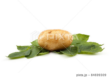 Cream color potato on leaves Cream color potato on leaves 84699309