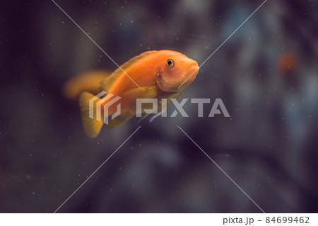 Tropical fish with corals and algae in blue water. Beautiful background of the underwater world 84699462