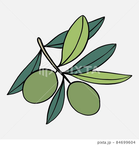 doodle freehand sketch drawing of olive fruit. 84699604