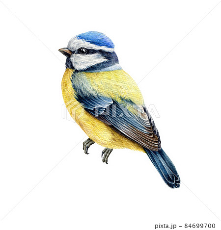Blue Tit Bird Watercolor Illustration Hand のイラスト素材