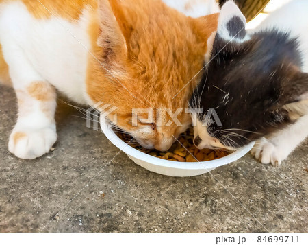 猫まっしぐら 84699711