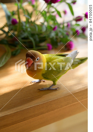 ボタンインコと花 ボタンインコと花 84700005